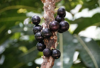 Antocianinas da Casca de Jabuticaba